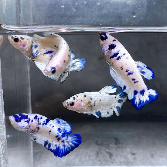 Marble Dot Moo Cow Female Betta Sorority