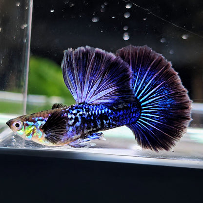 Purple Dragon Guppy Fish
