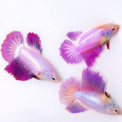 Purple Halfmoon Female Betta Fish