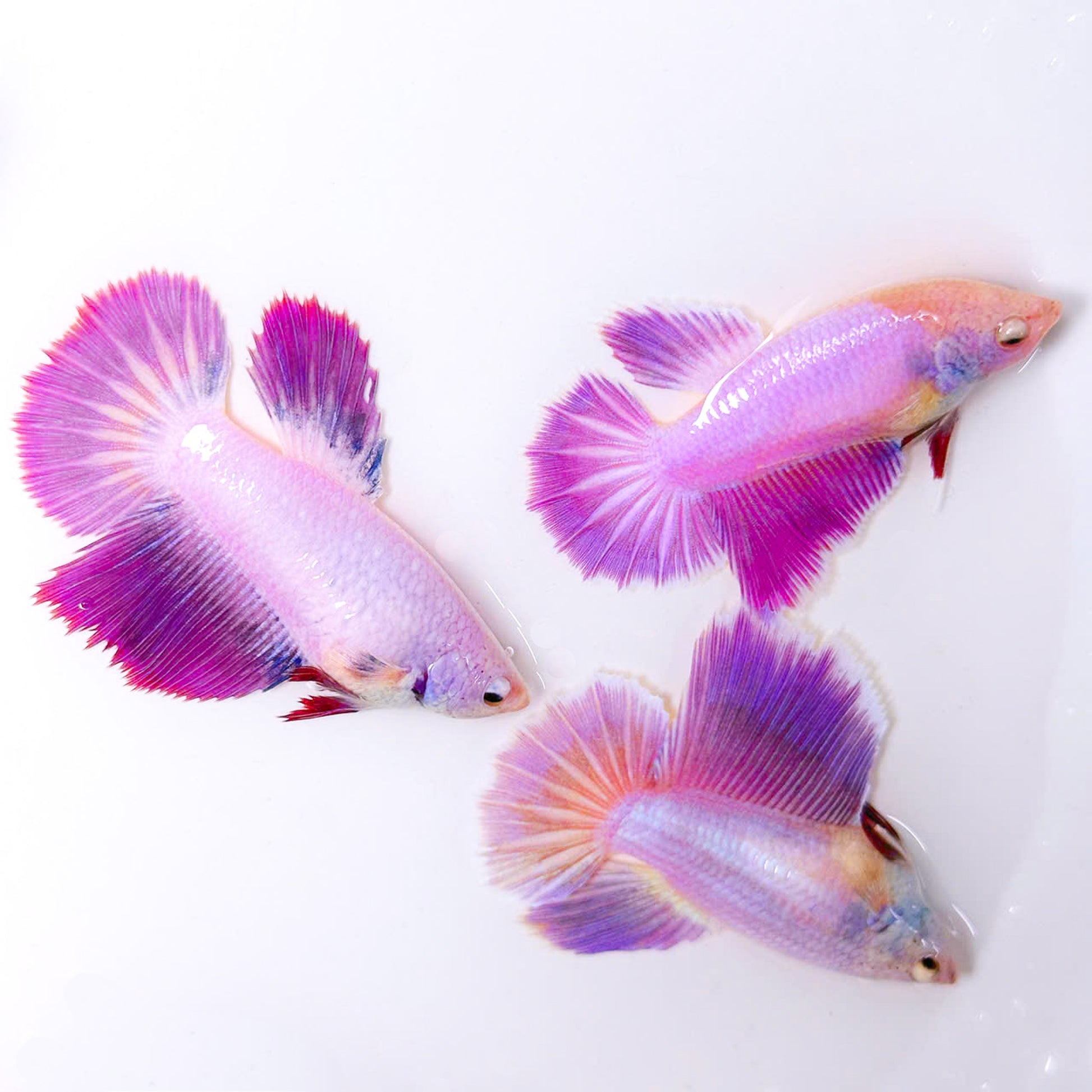 Purple Halfmoon Female Betta Fish