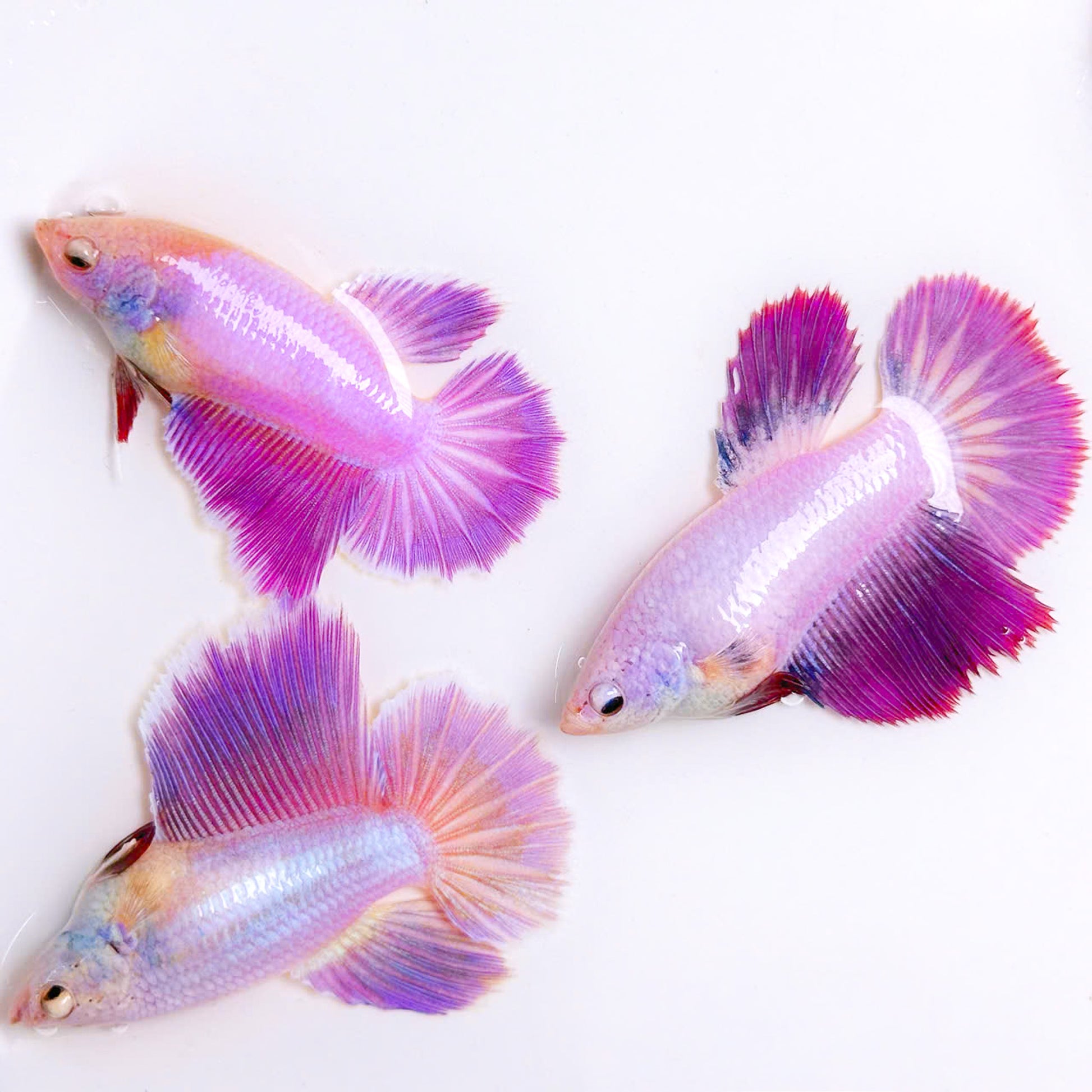 Purple Halfmoon Female Betta Fish