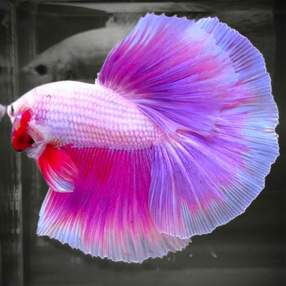 Grower Pick Purple Halfmoon Betta Showing Rich Coloration and Flowing Fins