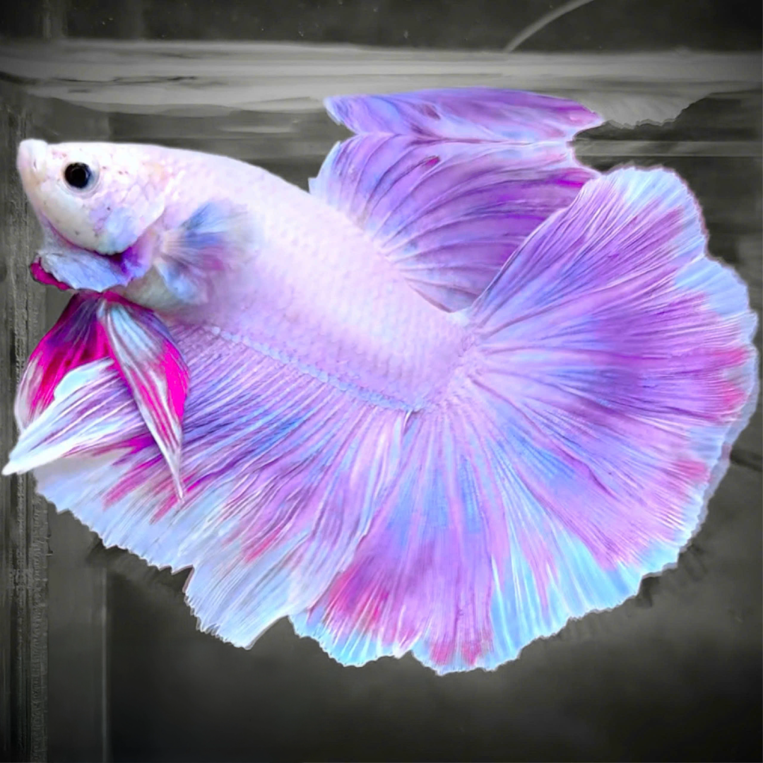 Royal Purple Male Halfmoon Betta Fish in Showcase Tank