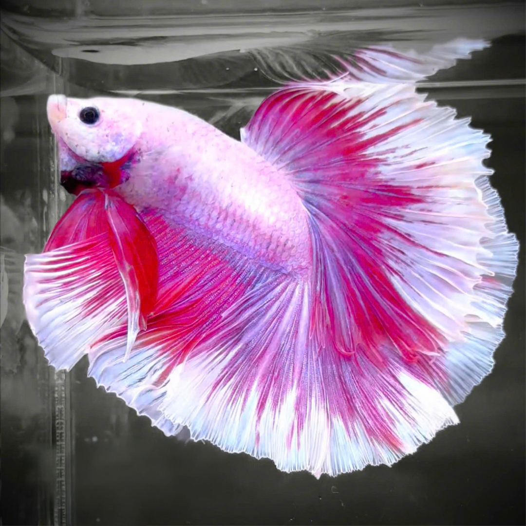 Rare Purple Betta Fish with Halfmoon Tail, Hand-Picked by Growers