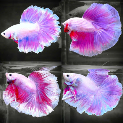 Vibrant Lavender and Violet Betta Fish Swimming in Clean Aquarium