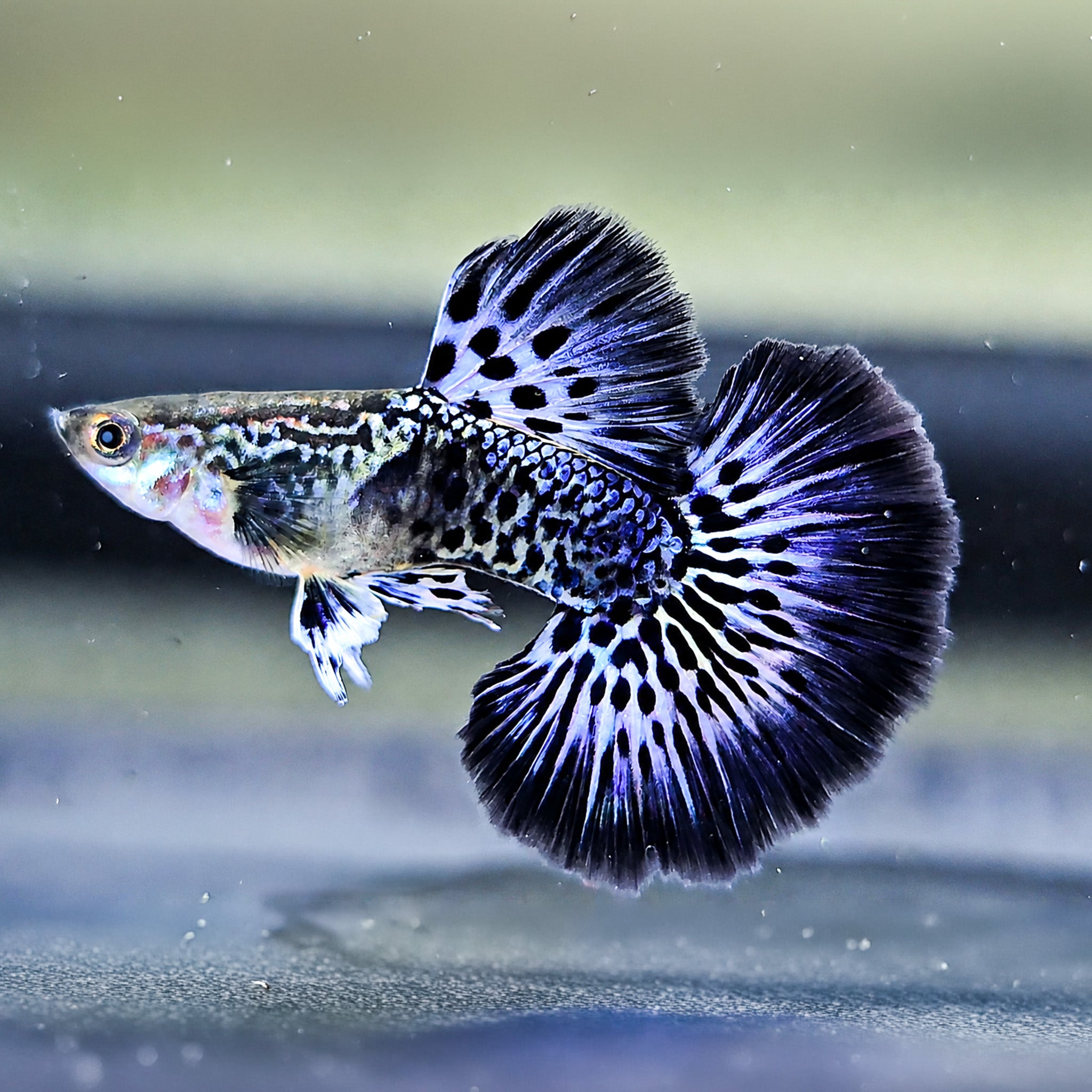 Purple Ivory Mosaic Guppy Fish