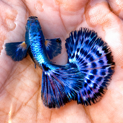 Purple Lavender Mosaic Fancy Guppy Fish