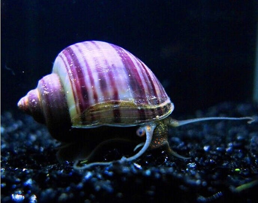 Purple Mystery Snail