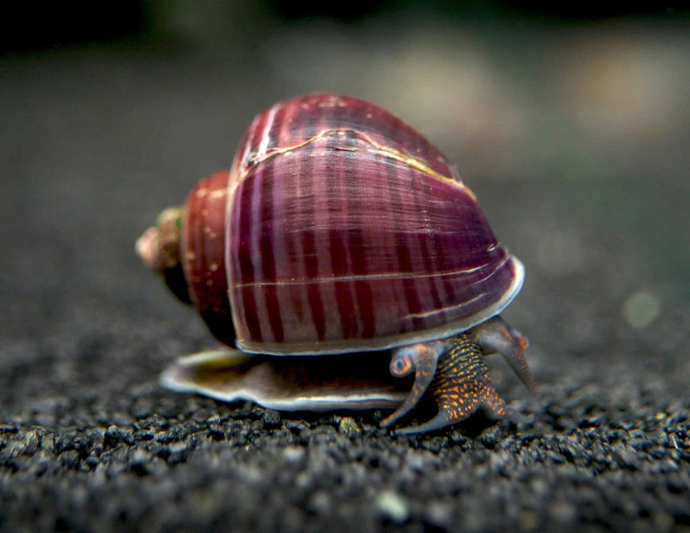 Purple Mystery Snail