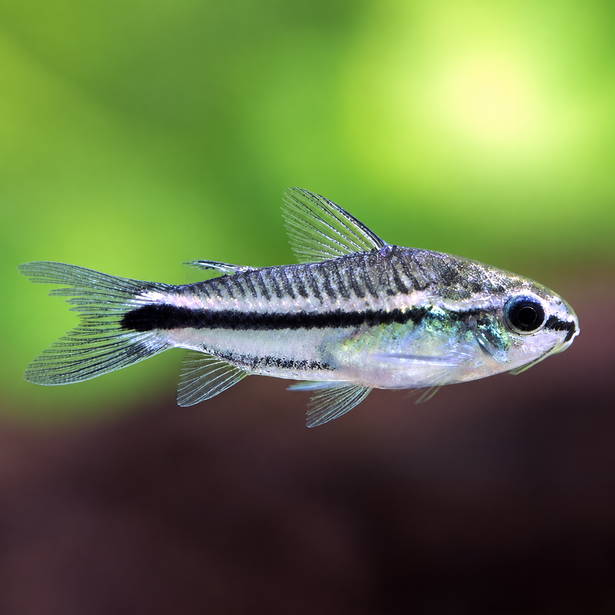 Pygmy Cory Catfish – Corydoras Pygmaeus