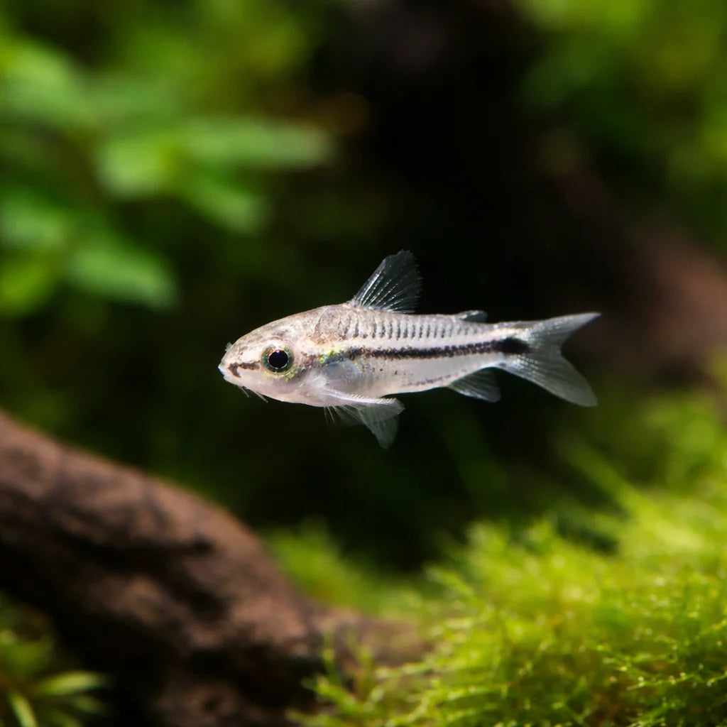 Pygmy Cory Catfish – Corydoras Pygmaeus