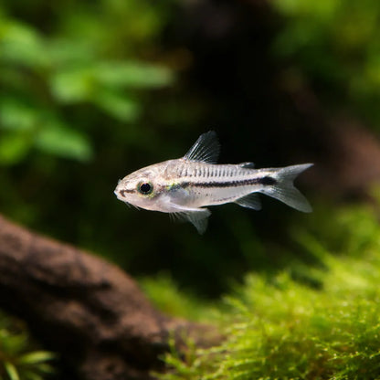 Pygmy Cory Catfish – Corydoras Pygmaeus
