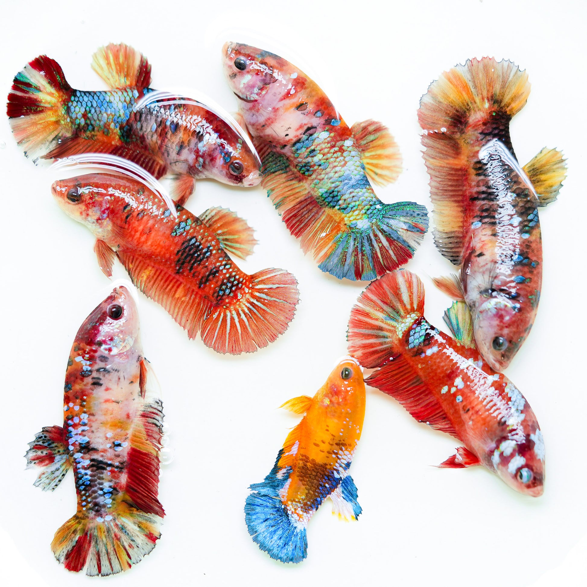 Female Giant Betta Fish Sorority Tropicflow - Main Image