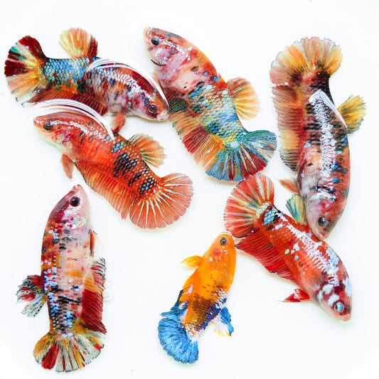 Giant Koi Nemo Female Betta Fish Sorority