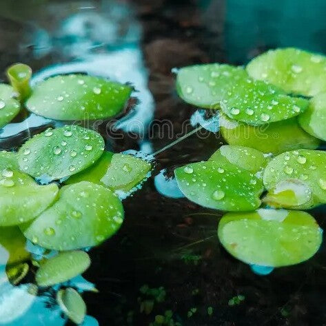 Amazon Frogbit Floater Plants