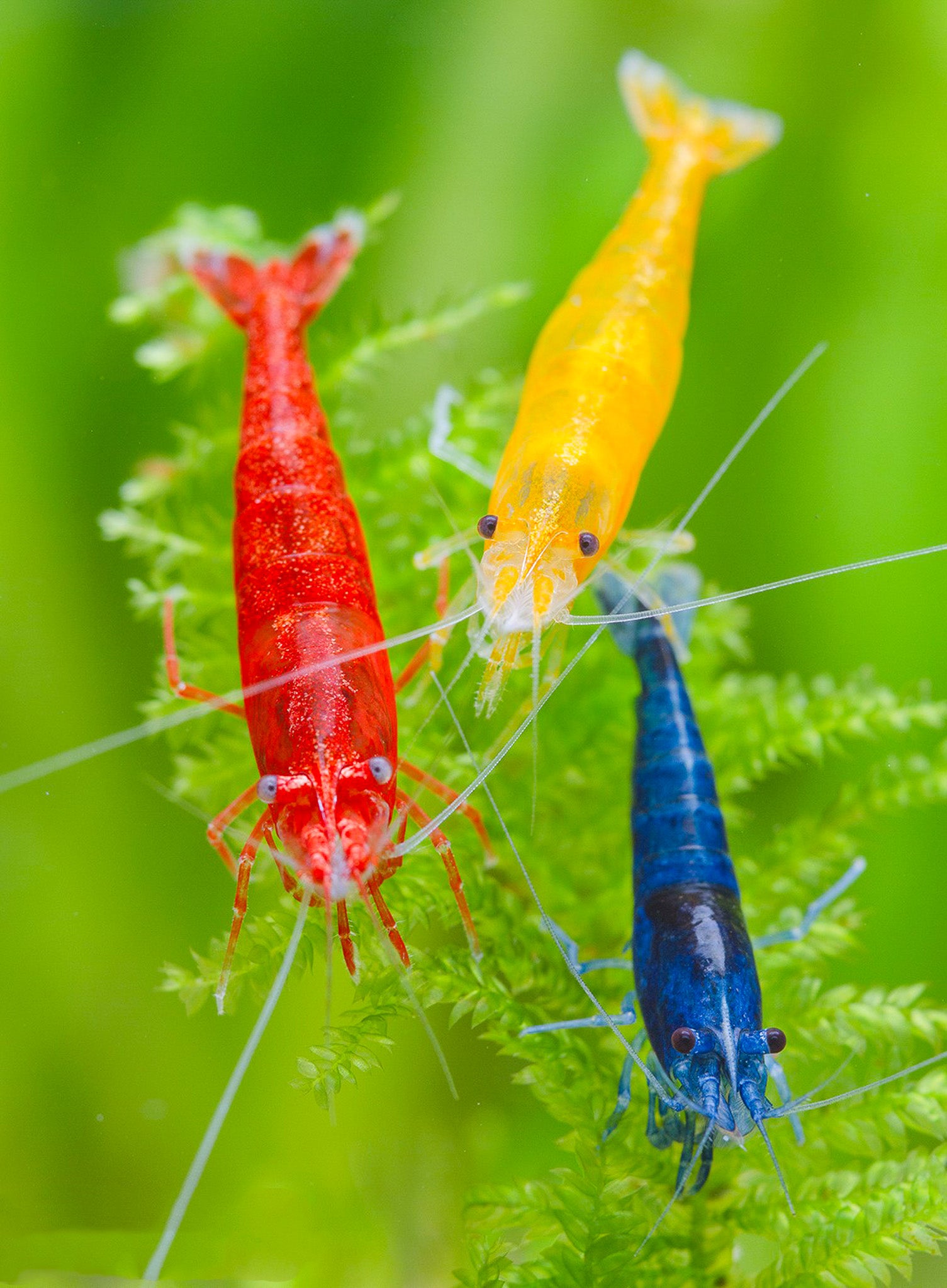 Rainbow Pack Neocaridina Shrimp