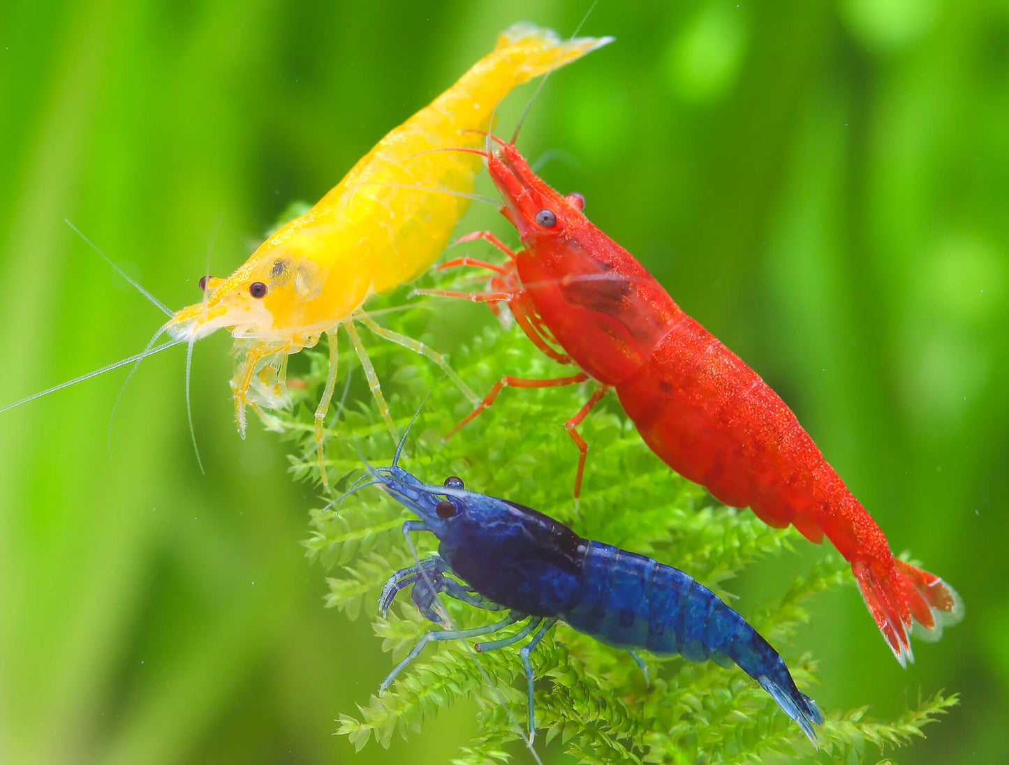 Rainbow Pack Neocaridina Shrimp