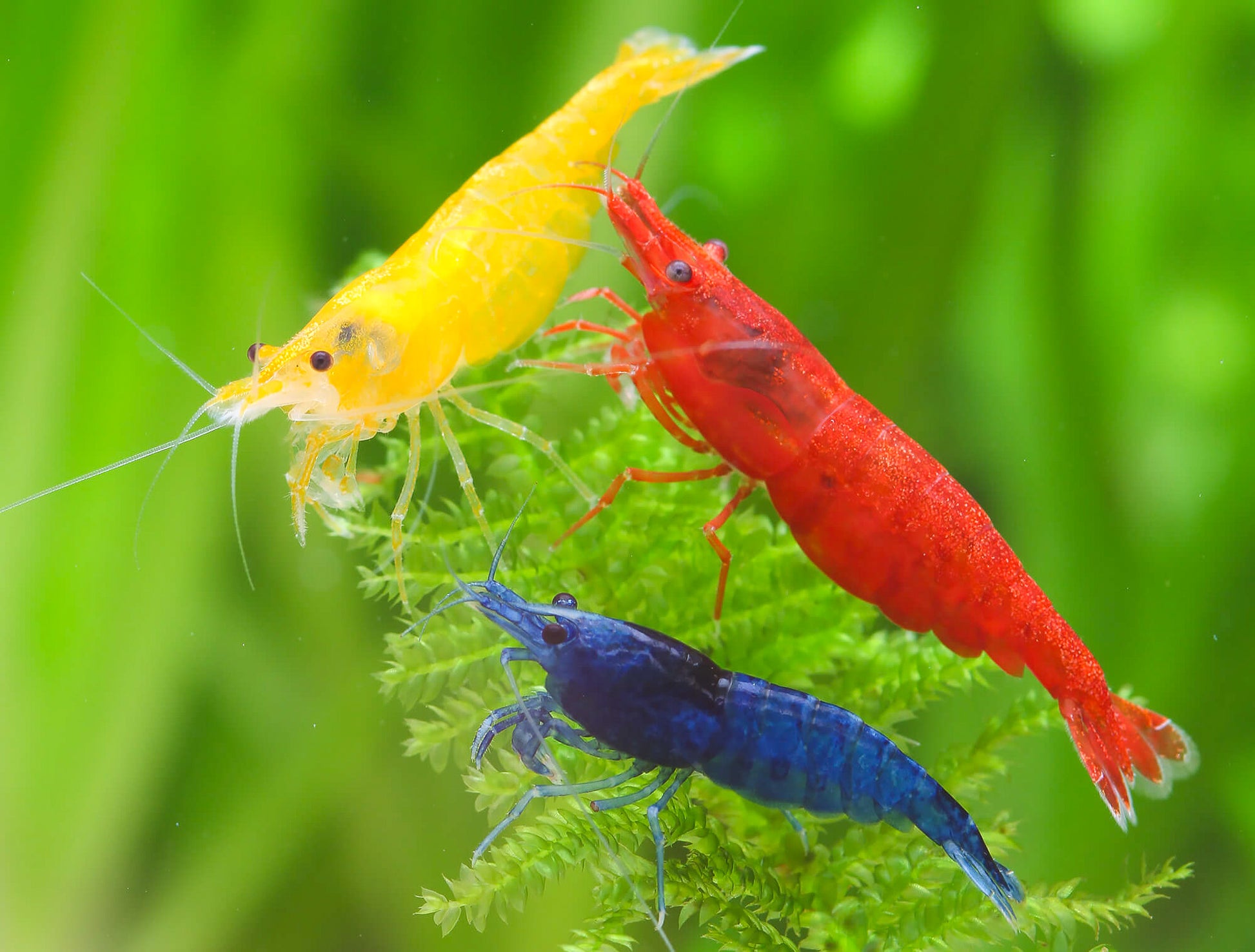 Rainbow Pack Neocaridina Shrimp