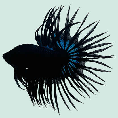 Black Orchid Crowntail Male Betta Fish