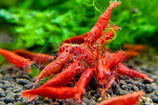 Red Cherry Neocaridina Freshwater Shrimp