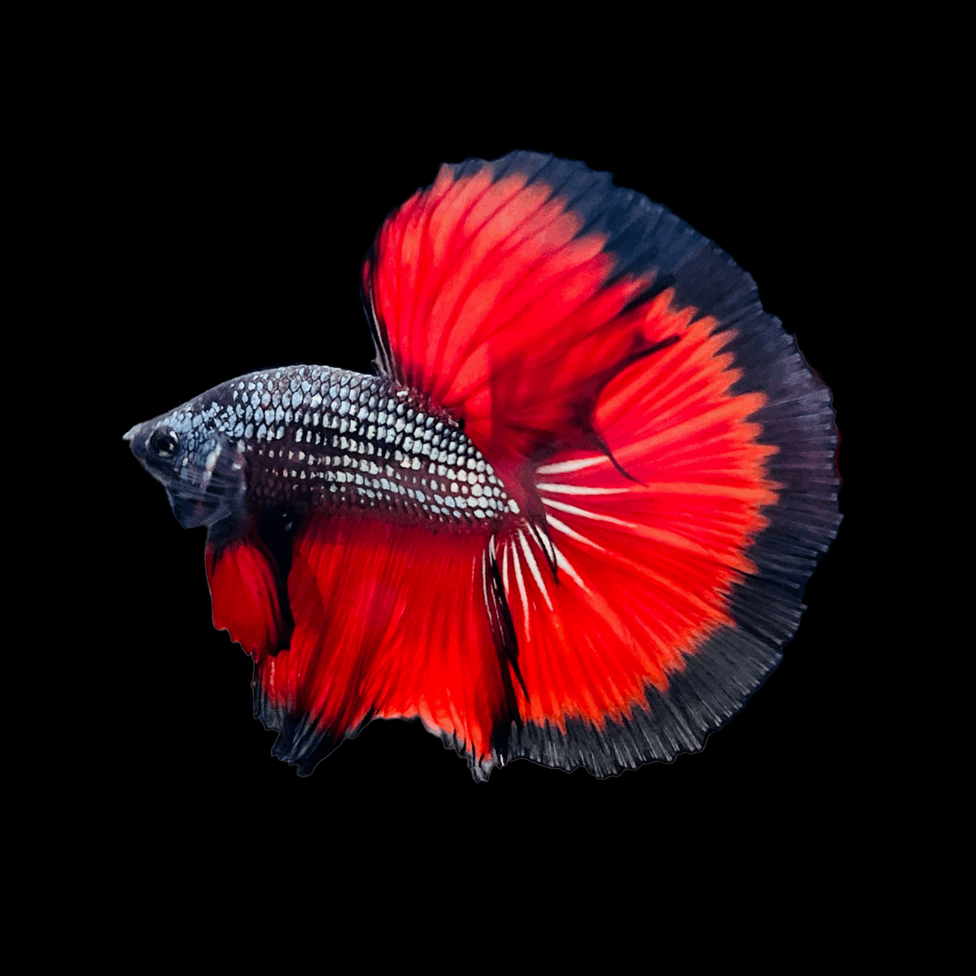 WHOLESALE Halfmoon Live Male Betta Fish Halfmoon – Houston Aqua WHOLESALE Halfmoon Live Male Betta Fish Halfmoon – Houston Aqua
