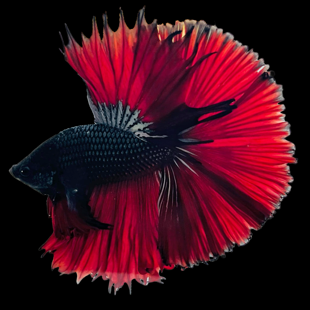 Red Betta Fish Crowntail Red, White, And Blue Male Betta Fish