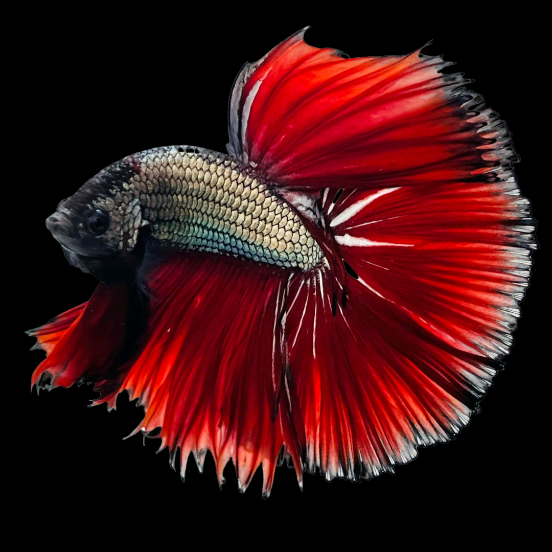 Red Copper Halfmoon Male Betta Fish