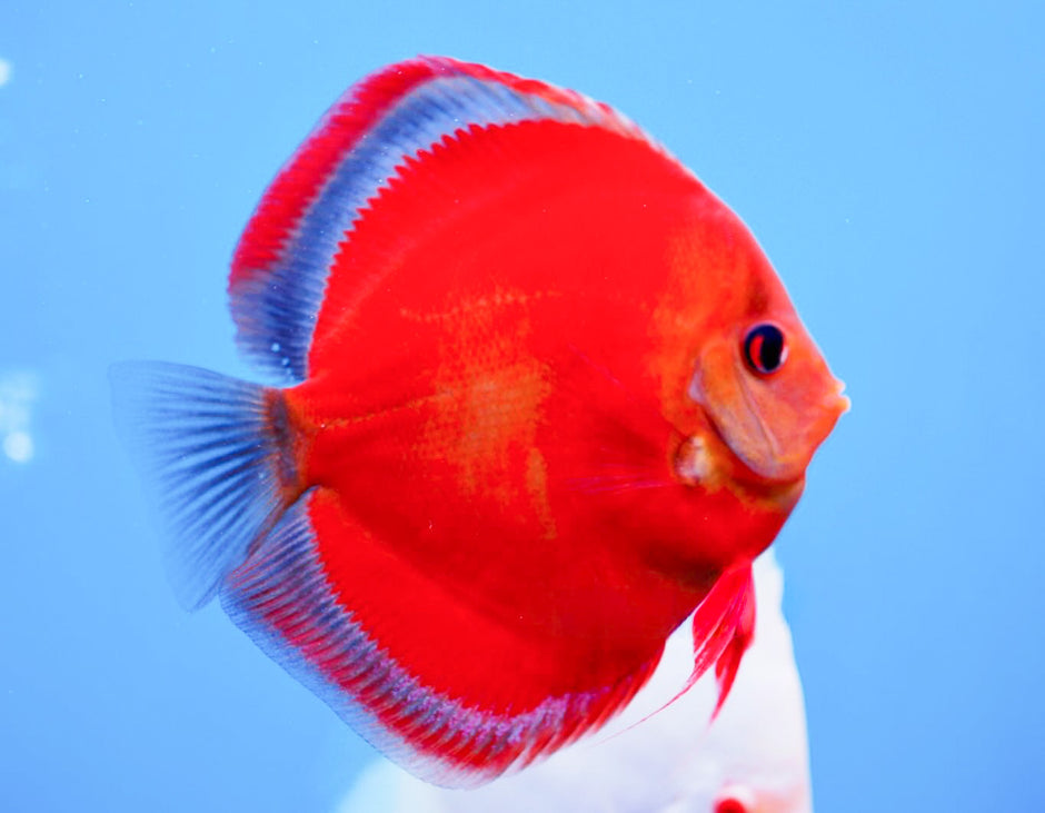 Red Cover Discus Fish | Rare Solid Red