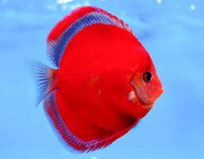 Red Cover Discus Fish