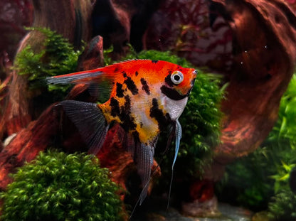 Red Devil Angelfish