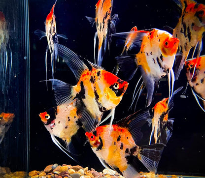 Red Devil Angelfish