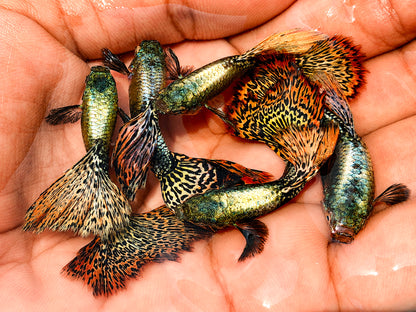 Red Dragon Guppy Fish