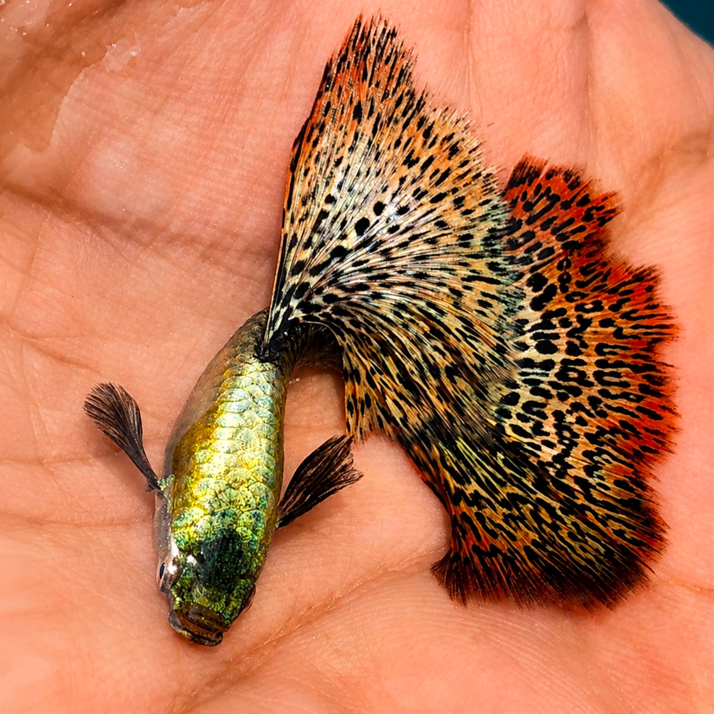 Red Dragon Guppy Fish