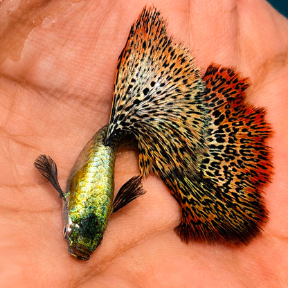Red Dragon Guppy Fish