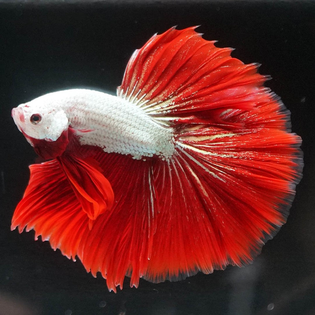 Red Dragon Halfmoon Male Betta Fish