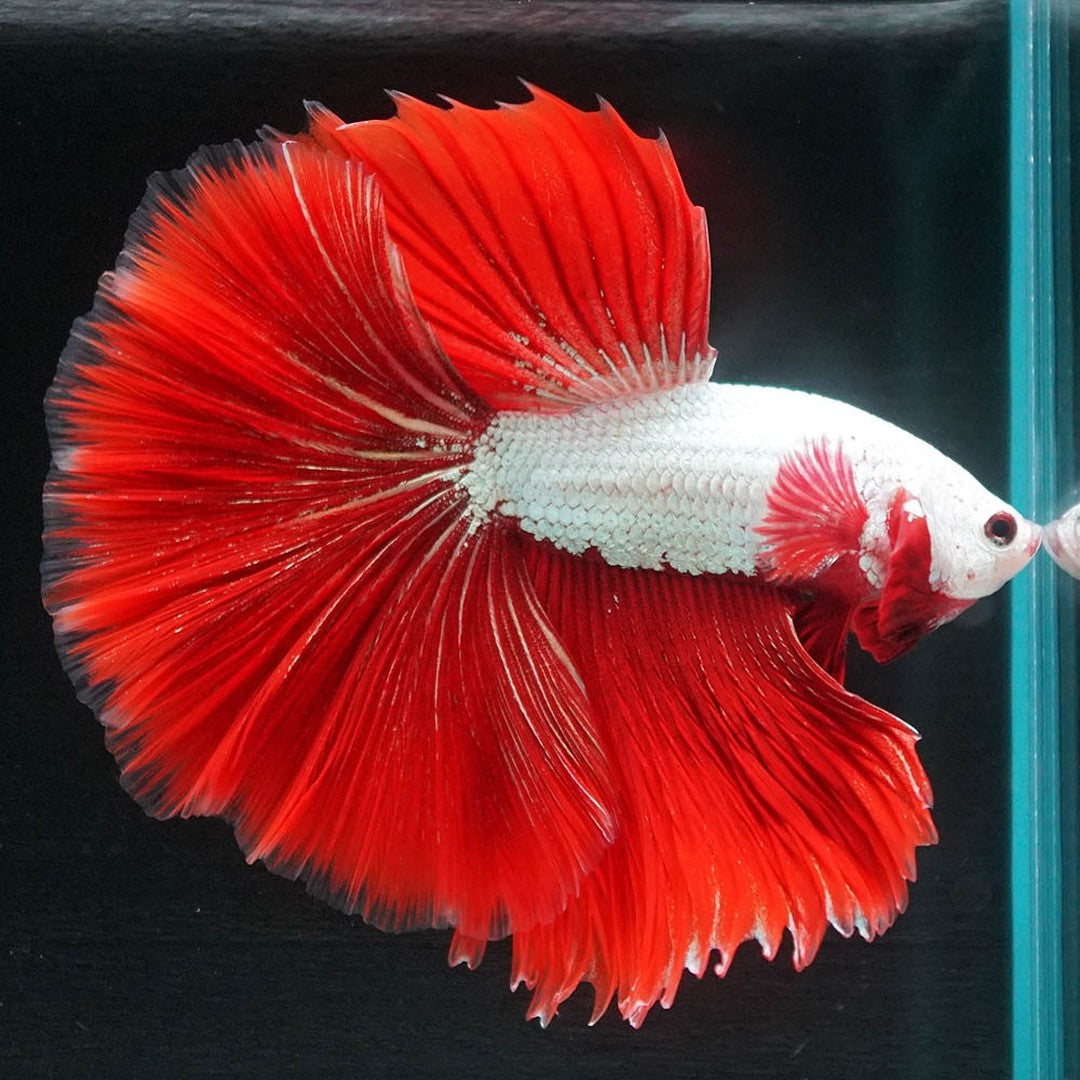 Red Dragon Halfmoon Male Betta Fish