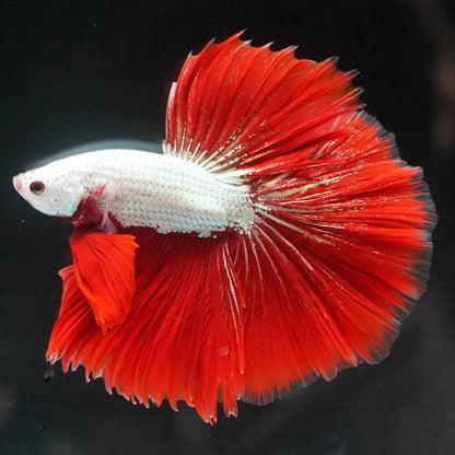 Red Dragon Halfmoon Male Betta Fish