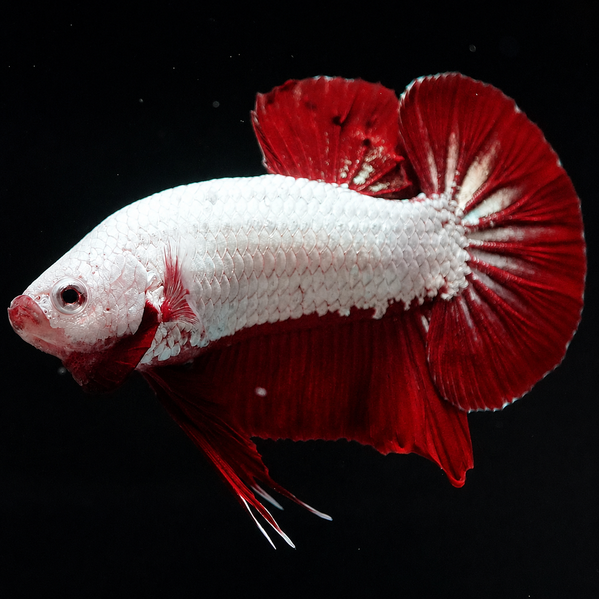 Red Dragon Betta Fish with intense red coloration and compact Plakat body