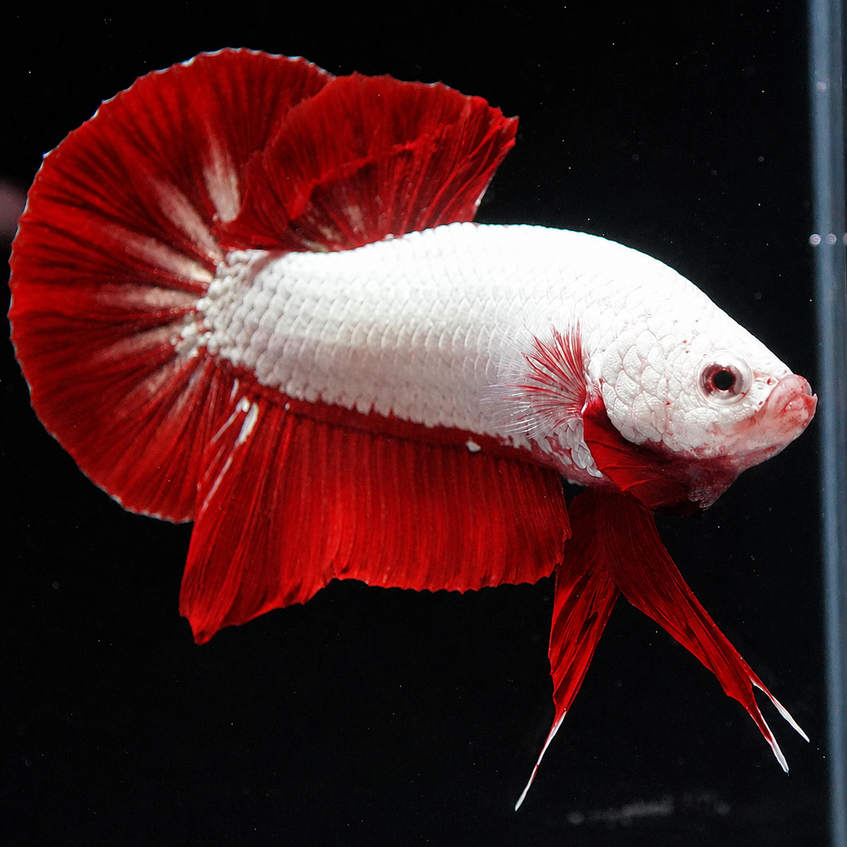 Red Dragon Plakat Male Betta Fish