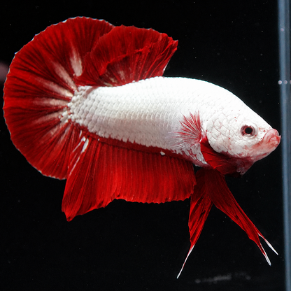 Red Dragon Plakat Male Betta Fish