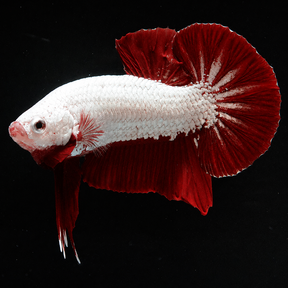Red Dragon Betta Fish with intense red coloration and compact Plakat body