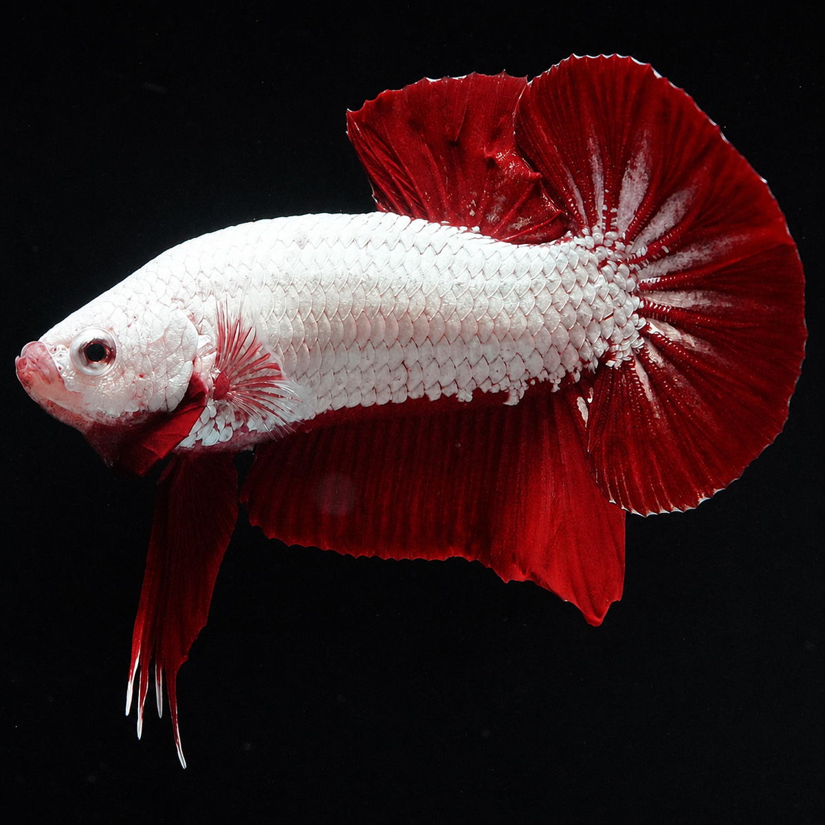 Red Dragon Betta Fish with intense red coloration and compact Plakat body