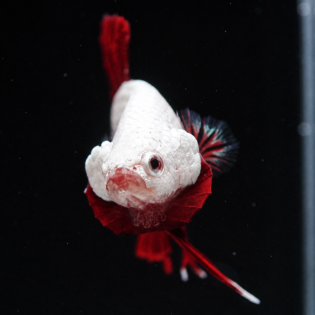 Red Dragon Plakat Male Betta Fish