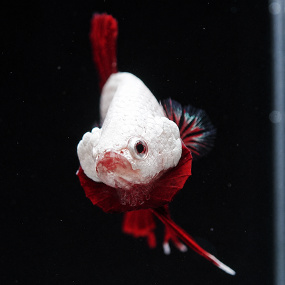 Red Dragon Plakat Male Betta Fish