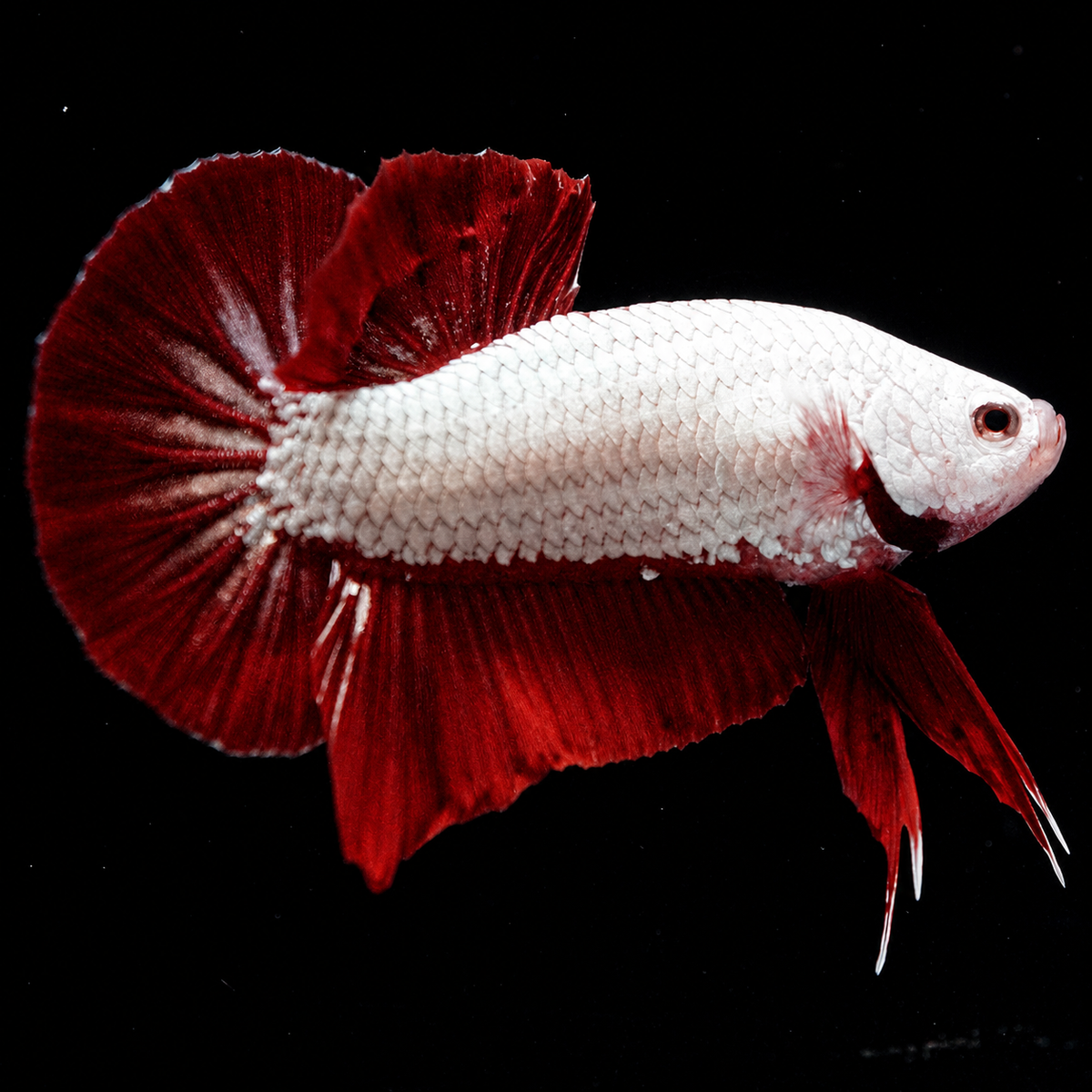 Red Dragon Plakat Male Betta Fish