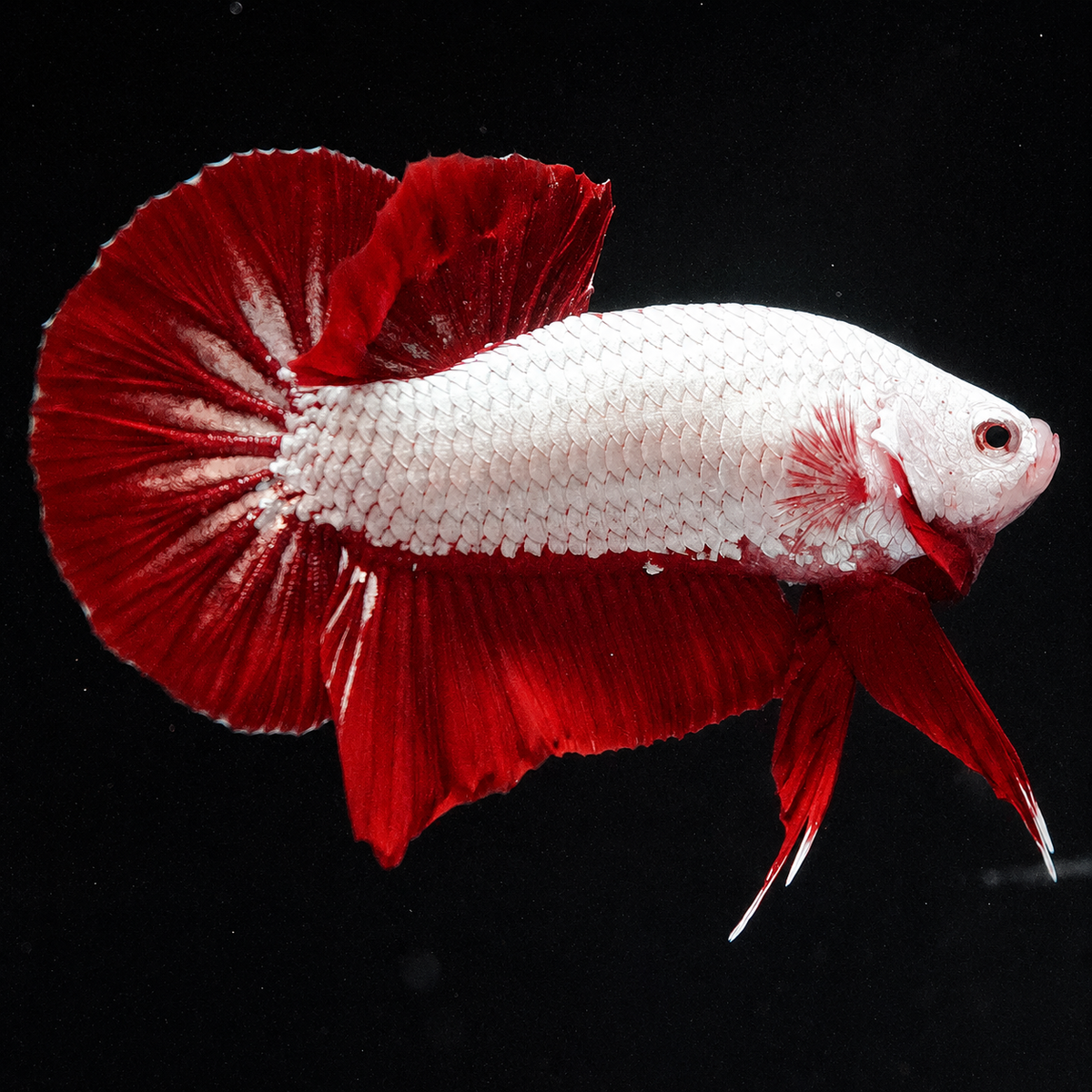 Red Dragon Betta Fish with intense red coloration and compact Plakat body