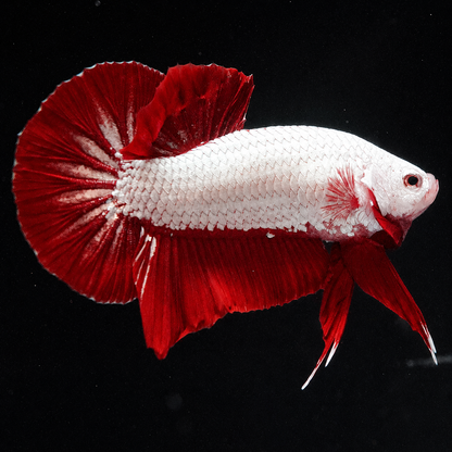 Red Dragon Betta Fish with intense red coloration and compact Plakat body