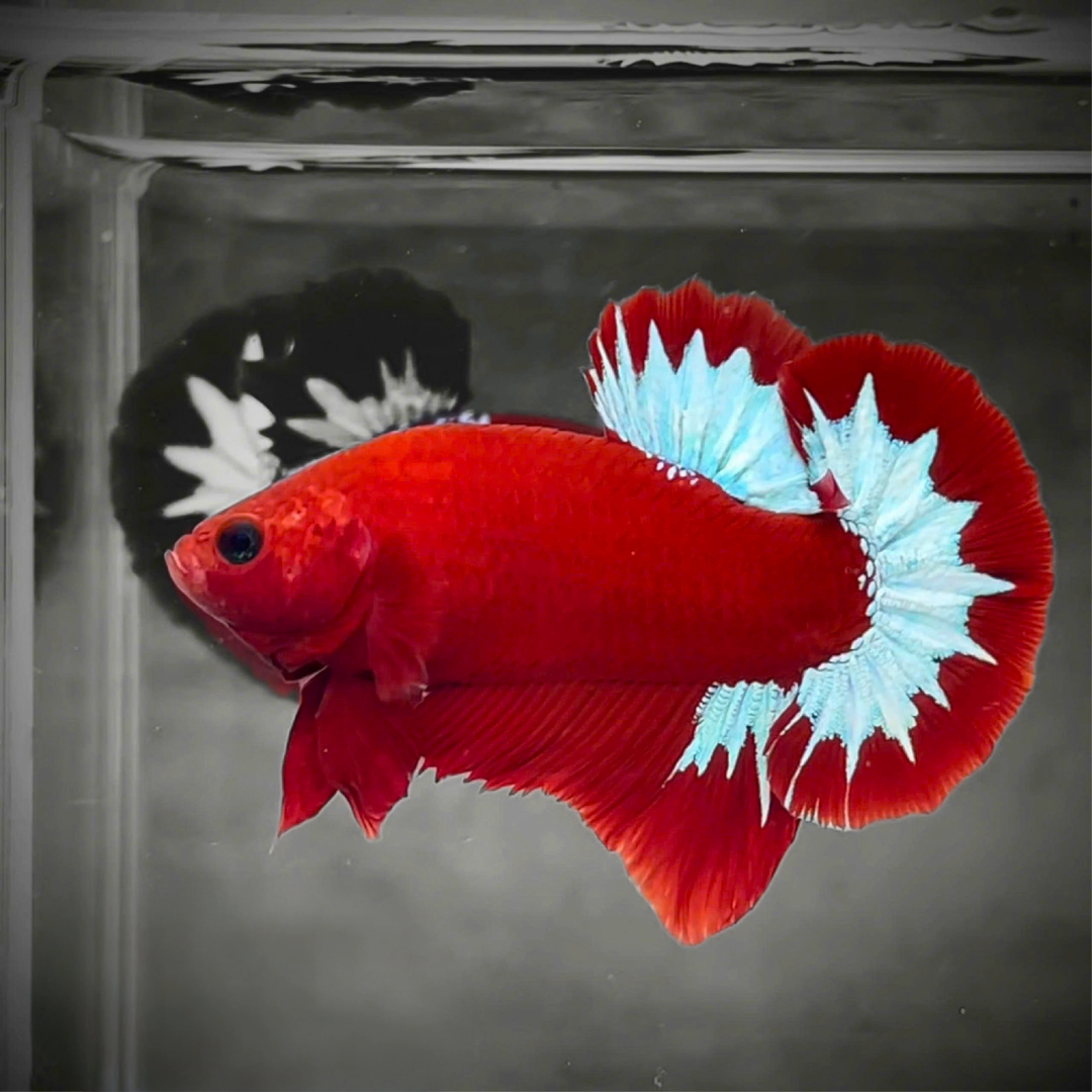 Red Fancy Hellboy White Star Tail Plakat Male Betta Fish | Mystery Betta