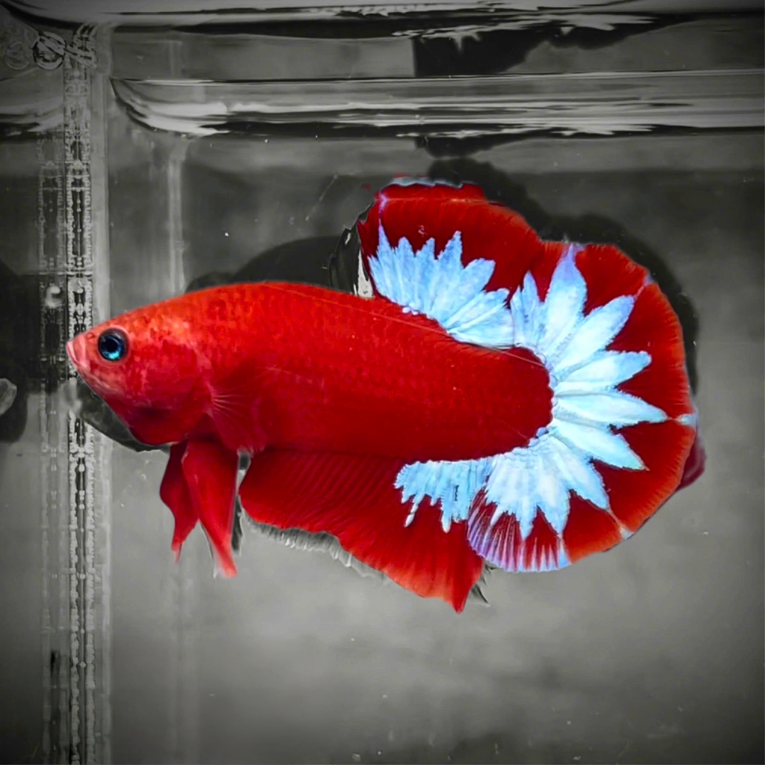 Red Fancy Hellboy White Star Tail Plakat Male Betta Fish | Mystery Betta