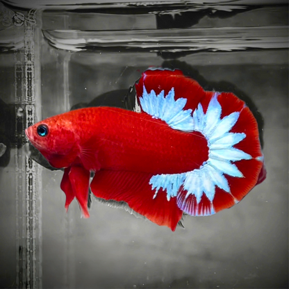 Red Fancy Hellboy White Star Tail Plakat Male Betta Fish | Mystery Betta